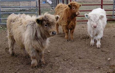 Miniature cattle make excellent beef, 4-H, or pet options for low-acreage properties. . Mini highland cow for sale near houston tx